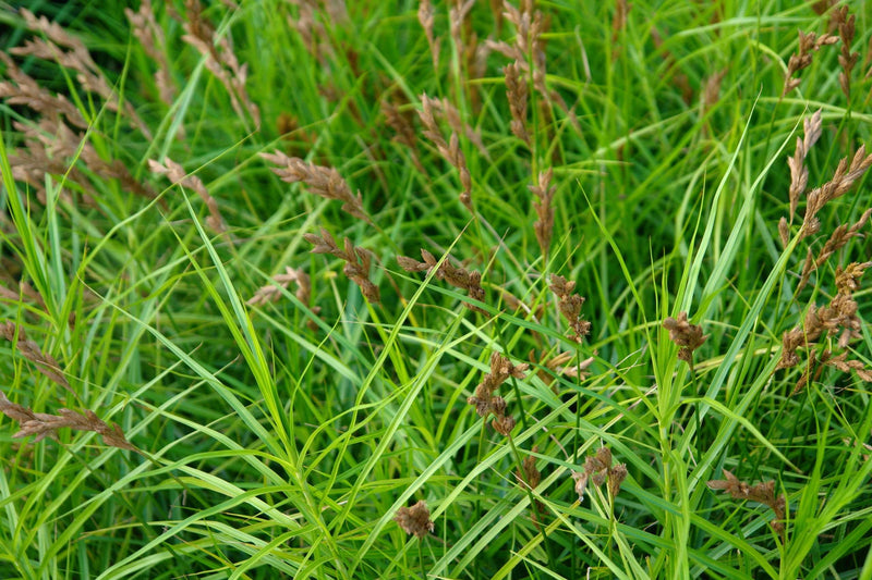 Carex muskingumensis