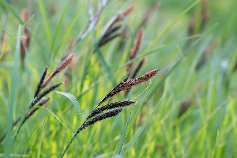 Carex acutiformis - Lesser Pond Sedge, Native Pond Marginal Plant