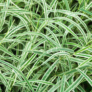 Carexgrass.jpg