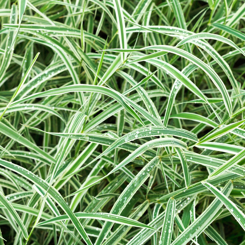 Carexgrass.jpg