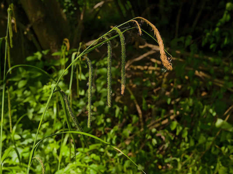 Carex pendula