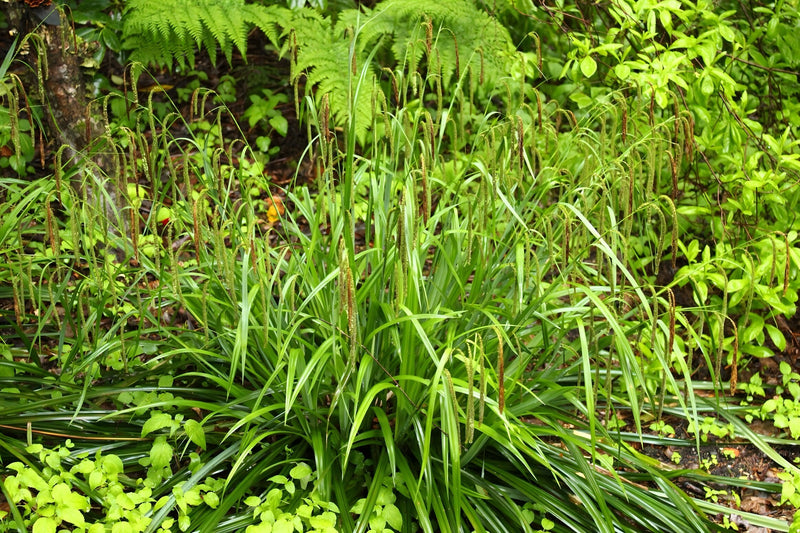 Carex pendula