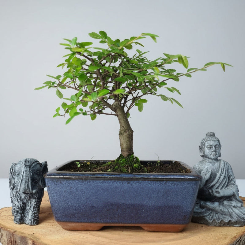 Chinese Elm (Ulmus Parvifolia) Bonsai Tree | Broom | In 15cm Pot
