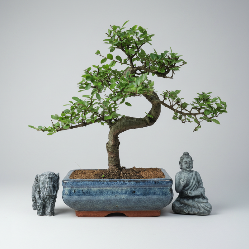 Chinese Elm (Ulmus Parvifolia) Bonsai Tree | Shaped | In 20cm Pot