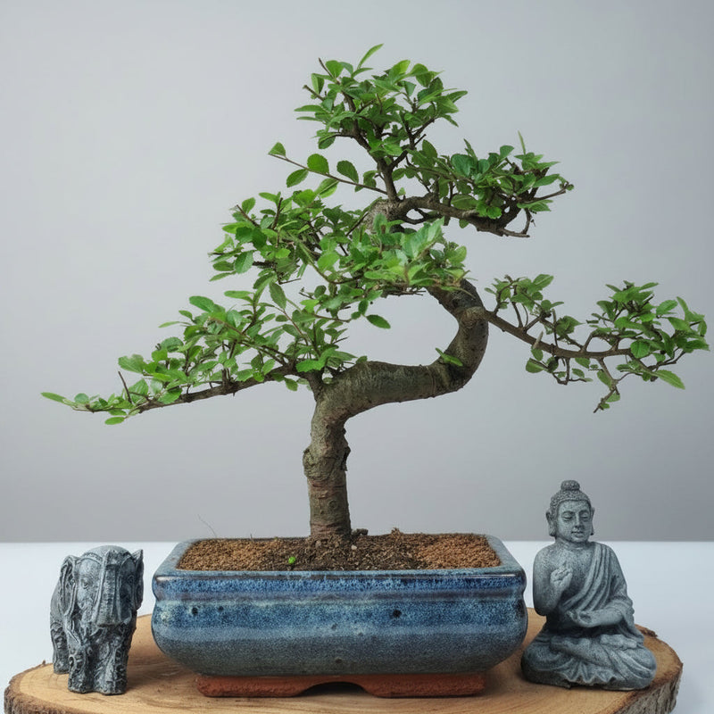 Chinese Elm (Ulmus Parvifolia) Bonsai Tree | Shaped | In 20cm Pot