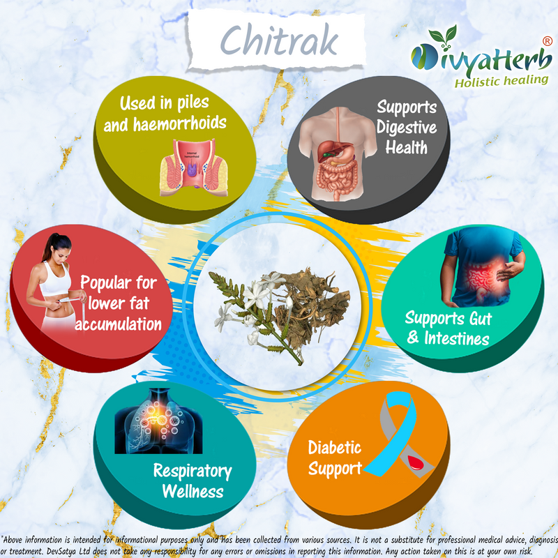 DivyaHerb Chitrak Root Powder 100 gram - Daily Wellness Support