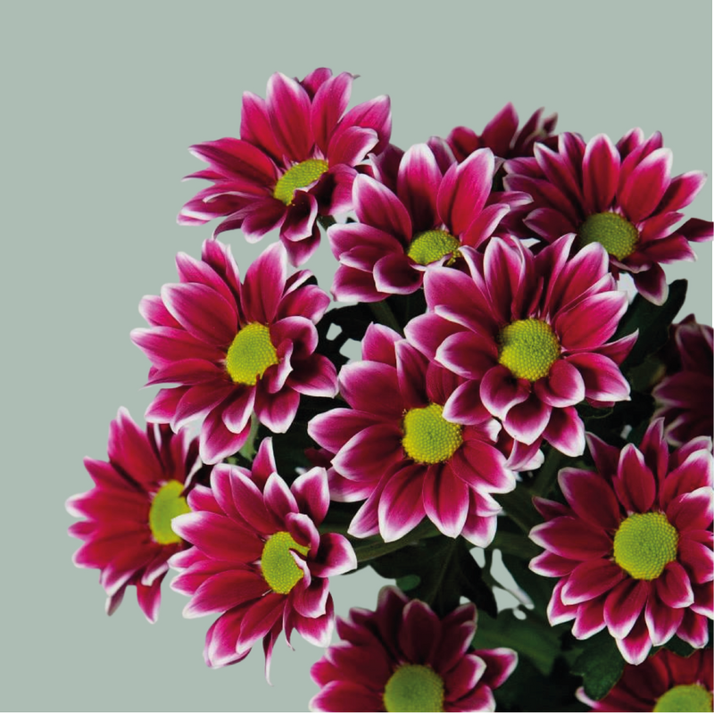 Chrysanthemum Spray Haydar