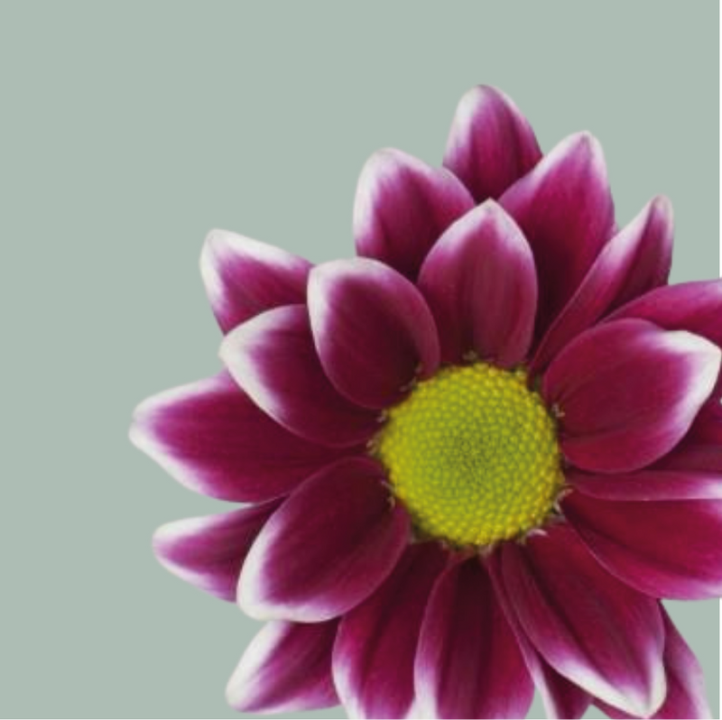 Chrysanthemum Spray Haydar