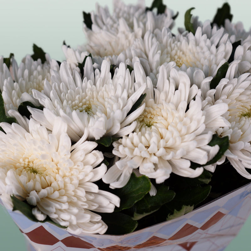 Chrysanthemum G Topspin