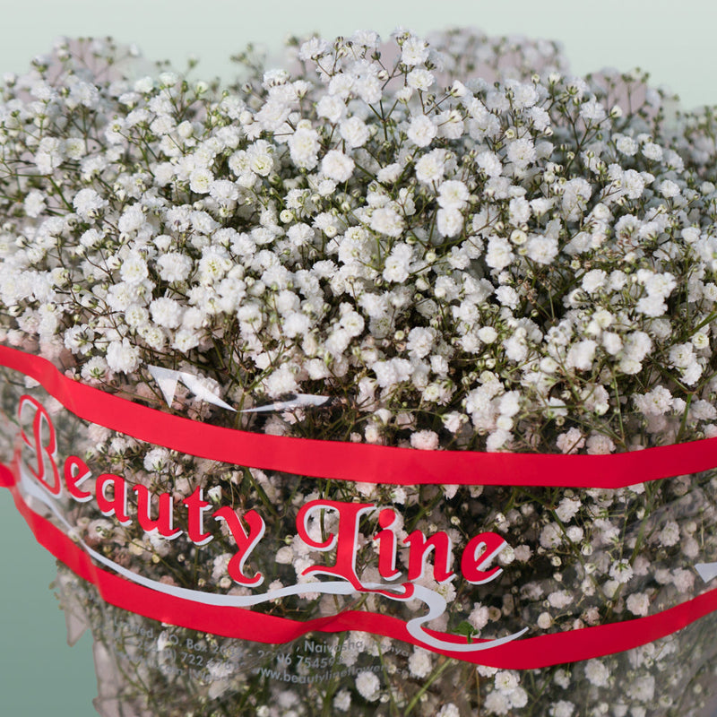 Gypsophila Xlence (25 Stems)