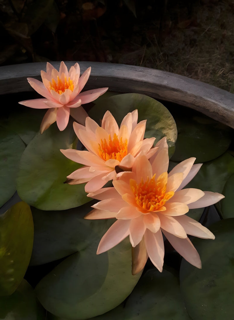 Nymphaea 'Colorado'