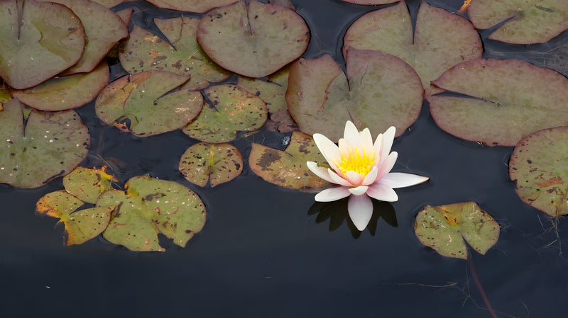 Nymphaea 'Comanche'