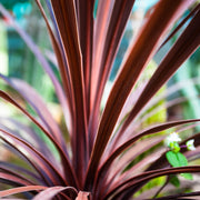 Cordylineredstar.jpg