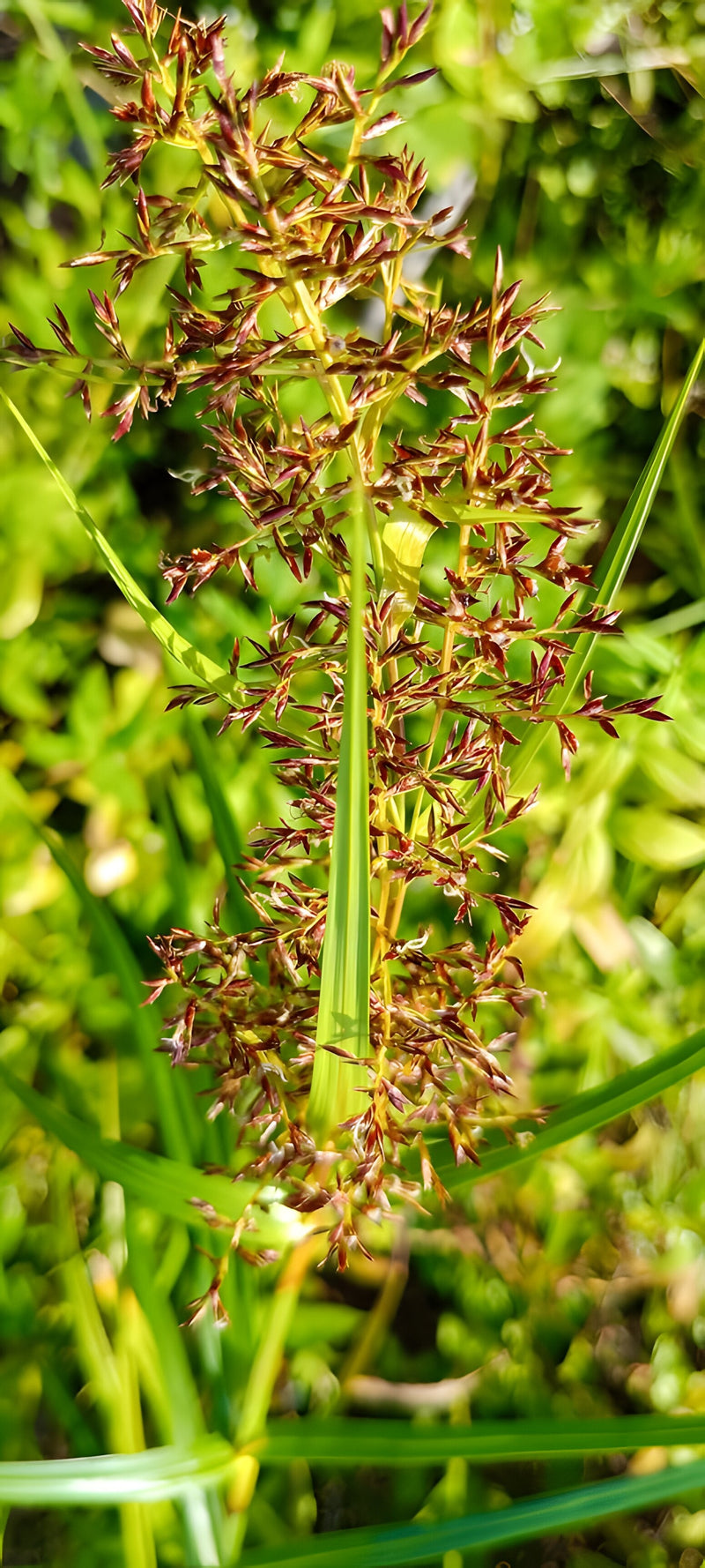 Cyperus longus