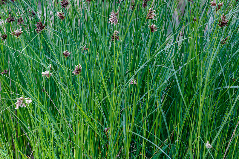 Cyperus longus