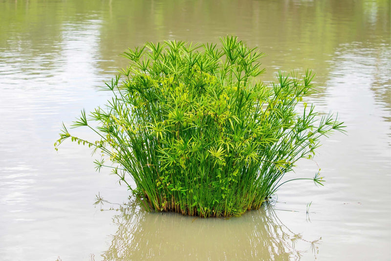 Cyperus alternifolius 'Gracilis' - Dwarf Umbrella Plant, Tender Pond Plant