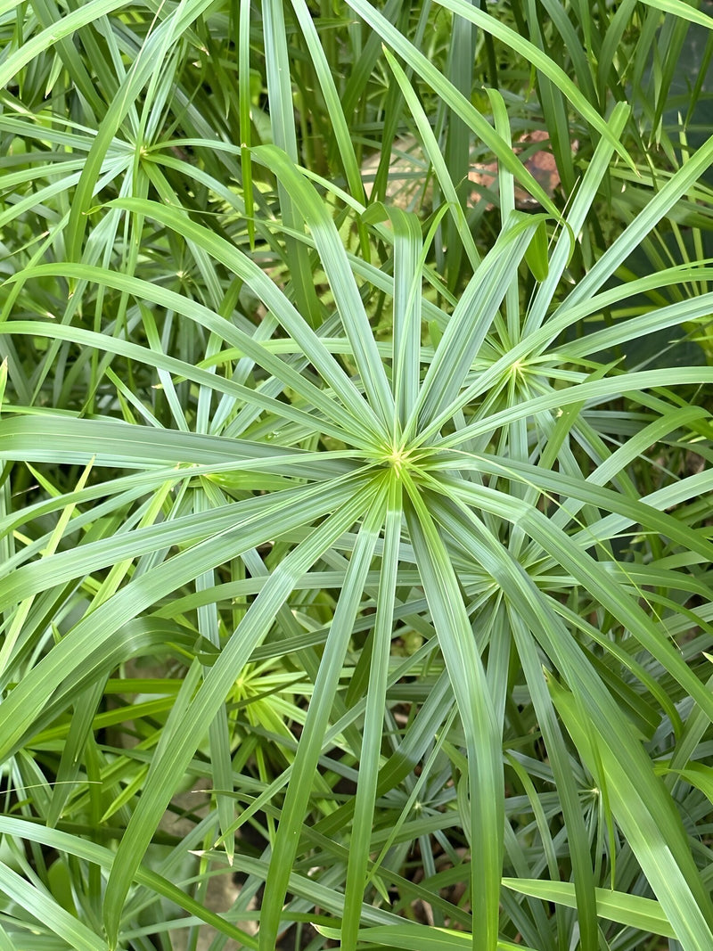 Cyperus alternifolius 'Gracilis' - Dwarf Umbrella Plant, Tender Pond Plant
