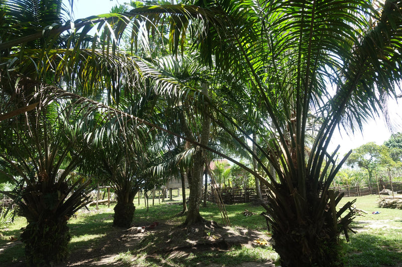 Pure batana oil