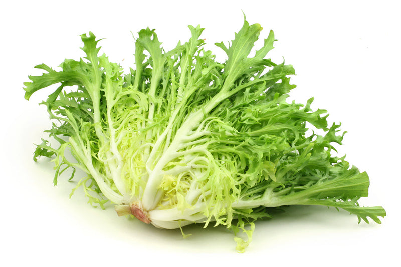 Frisée (Curly Endive) Lettuce