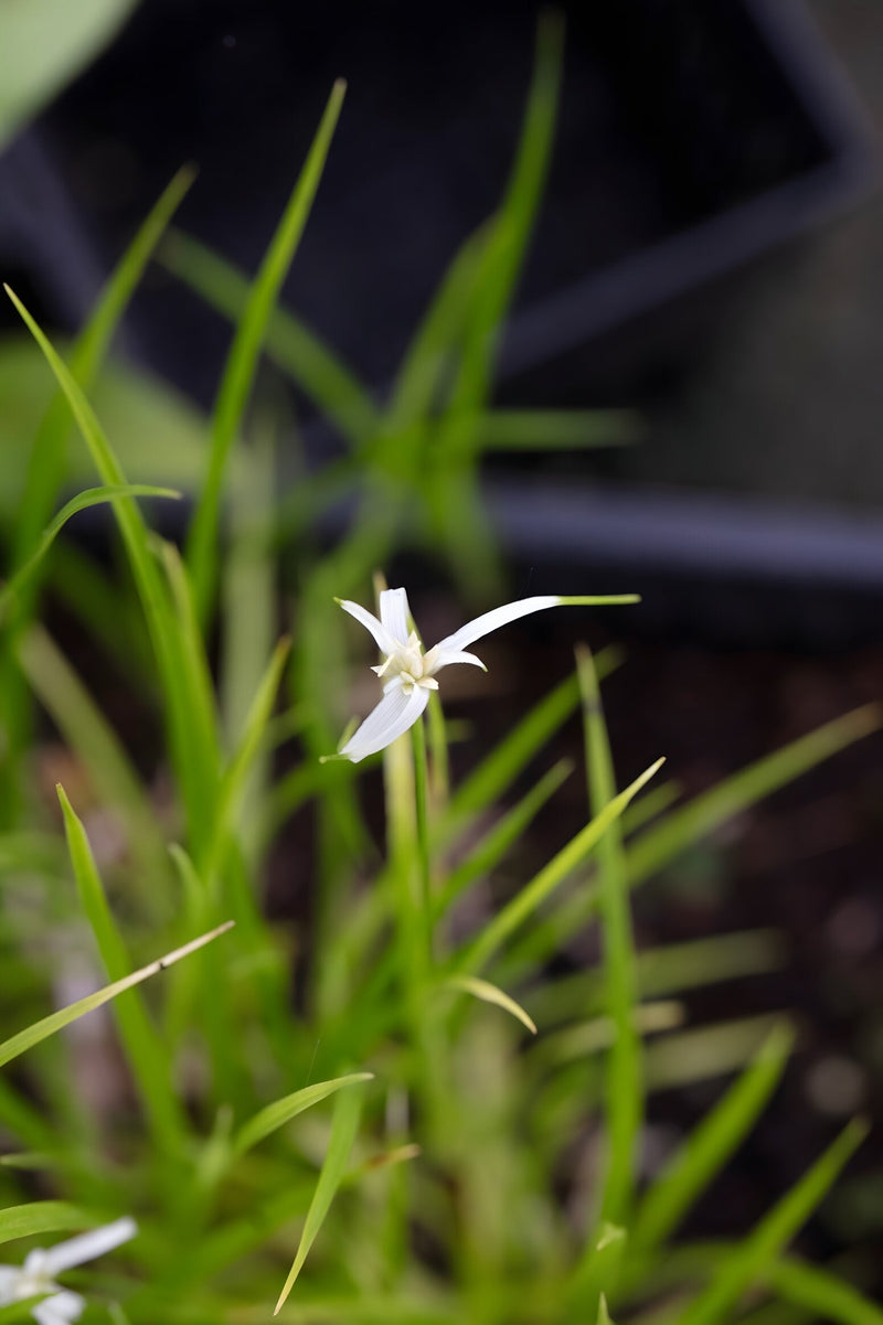 Dichromena colorata