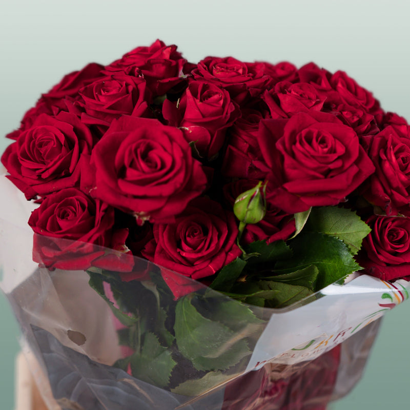 Spray Rose Dominica