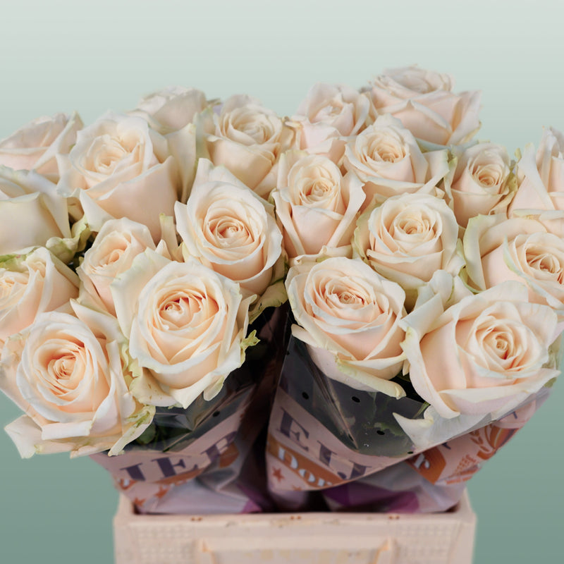 Rose Dorchester +