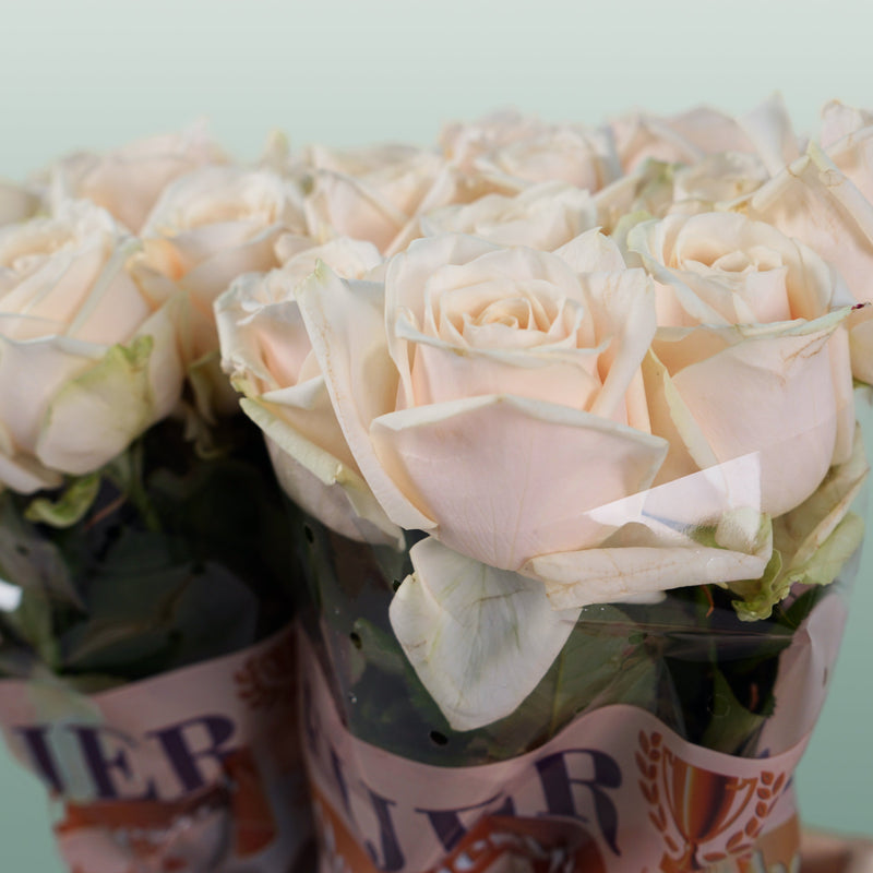 Rose Dorchester +