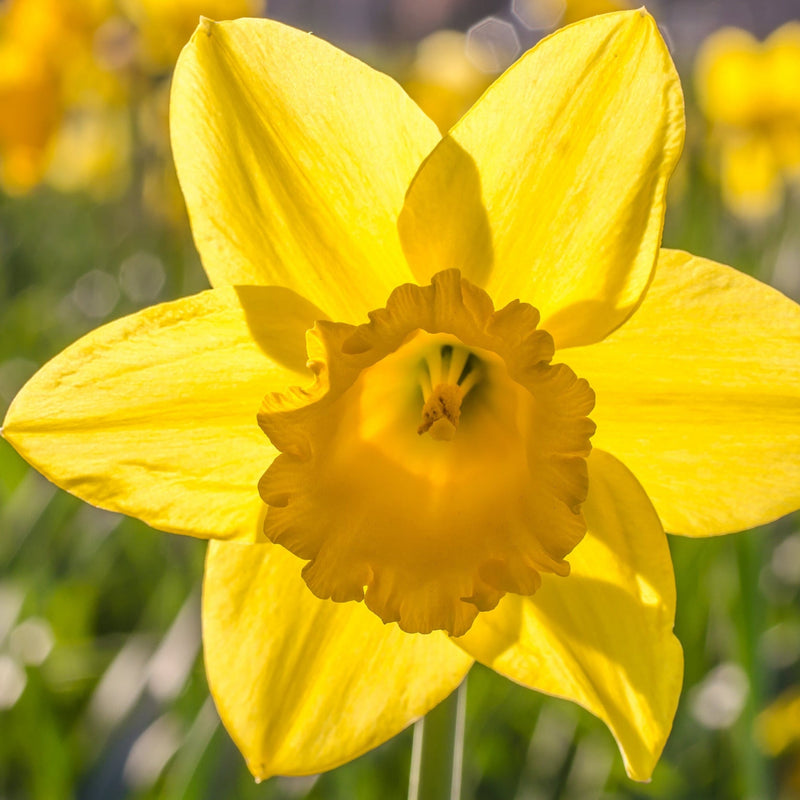 Daffodil 'Dutch Master' (8 Bulbs)