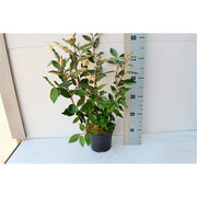 Elaeagnus.jpg