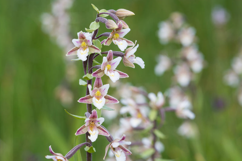 Epipactis palustris - Marsh Helleborine, Native Orchid for Bog Gardens