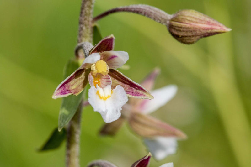 Epipactis palustris - Marsh Helleborine, Native Orchid for Bog Gardens