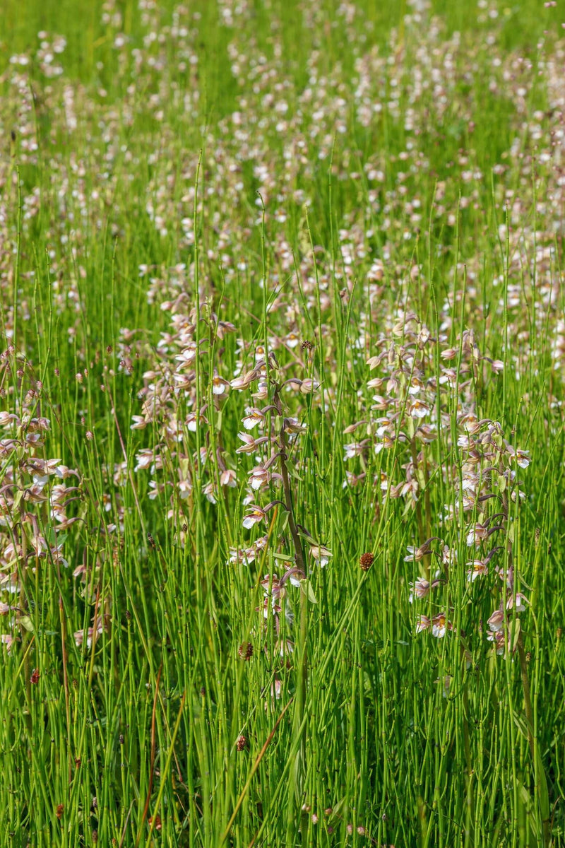Epipactis palustris - Marsh Helleborine, Native Orchid for Bog Gardens