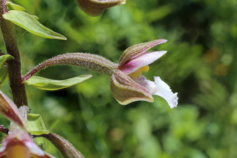 Epipactis palustris - Marsh Helleborine, Native Orchid for Bog Gardens