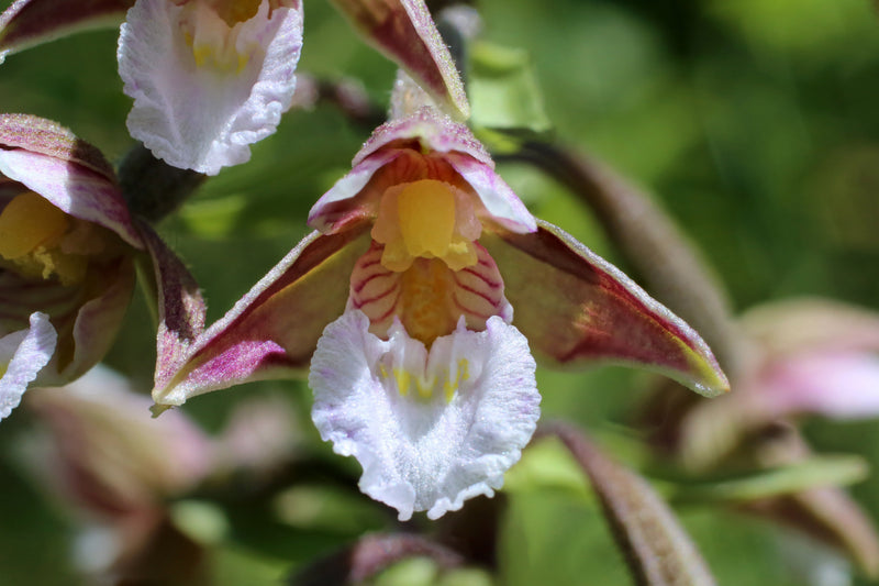 Epipactis palustris - Marsh Helleborine, Native Orchid for Bog Gardens