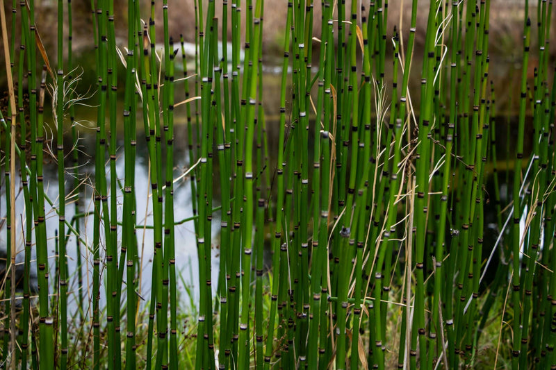 Equisetum hyemale - Rough Horsetail (Scouring Rush), Pond Marginal Plant