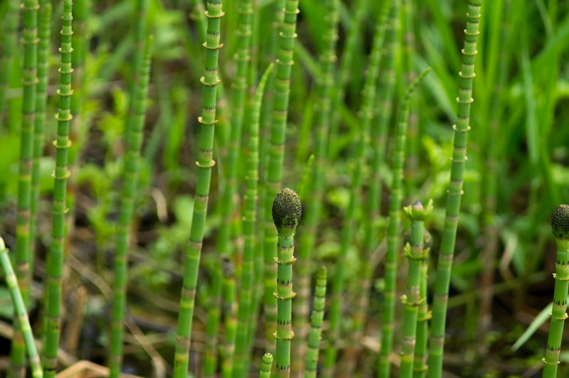 Equisetum fluviatile