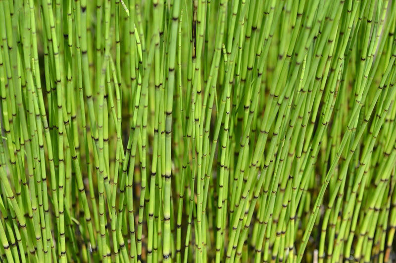 Equisetum fluviatile