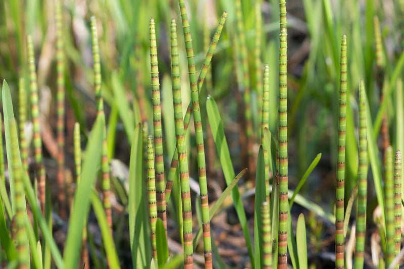 Equisetum fluviatile