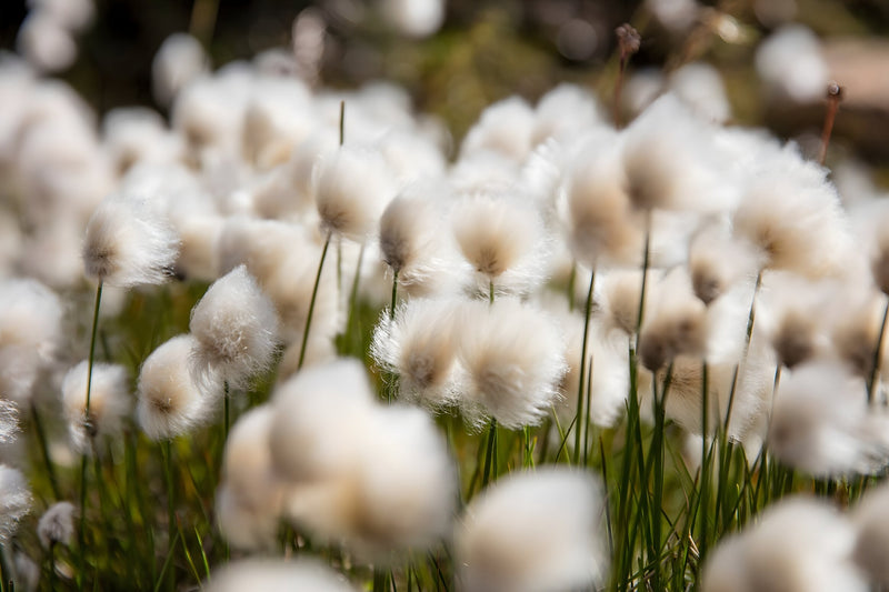 Eriophorum angustifolium