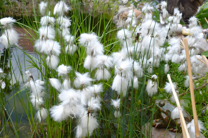Eriophorum angustifolium