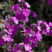 ErysimumBowlesMauve_74cacc1d-dea9-4daa-986f-caba3493c7f5.jpg