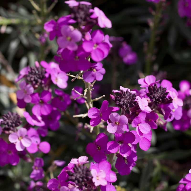 ErysimumBowlesMauve_74cacc1d-dea9-4daa-986f-caba3493c7f5.jpg