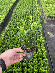EuonymusGreenSpire9cm.jpg