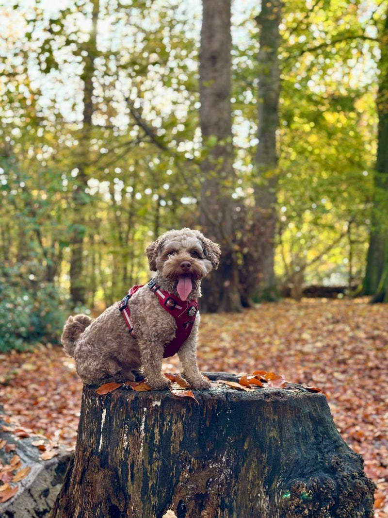 Rugged Rover™ Harness - Berry Red