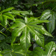 FatsiaCastor1_d3b205a6-0e70-4c2b-81cc-12fd5e0a22b1.jpg