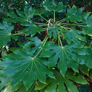 FatsiaCastor2_ae21d36e-df4a-4642-9a0b-761c1e4b112b.jpg