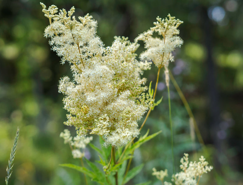 Filipendula ulmaria