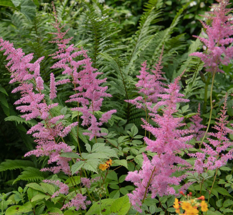 Filipendula rubra 'Venusta Magnifica'
