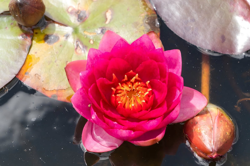 Nymphaea 'Fire Opal'