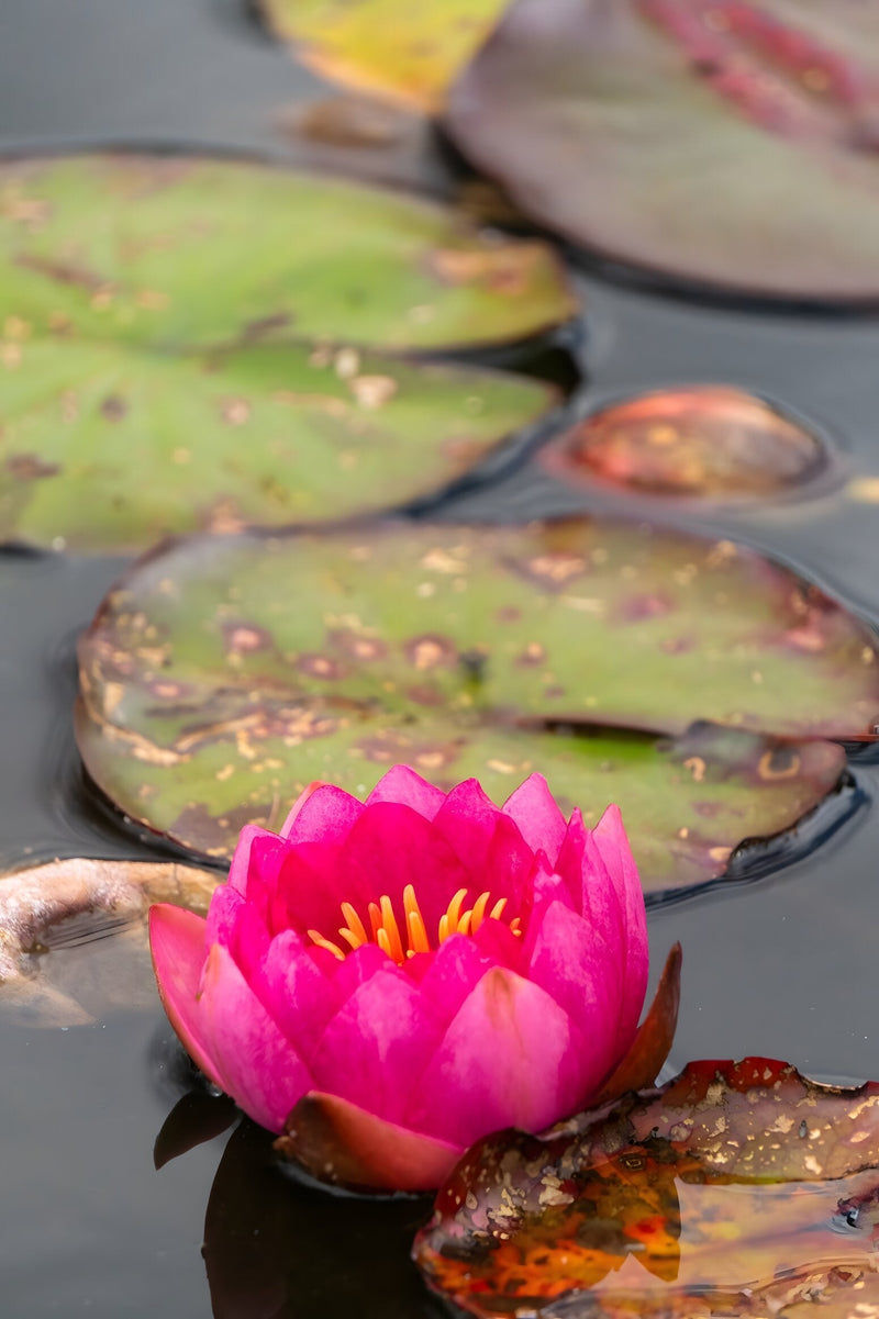 Nymphaea 'Fire Opal'